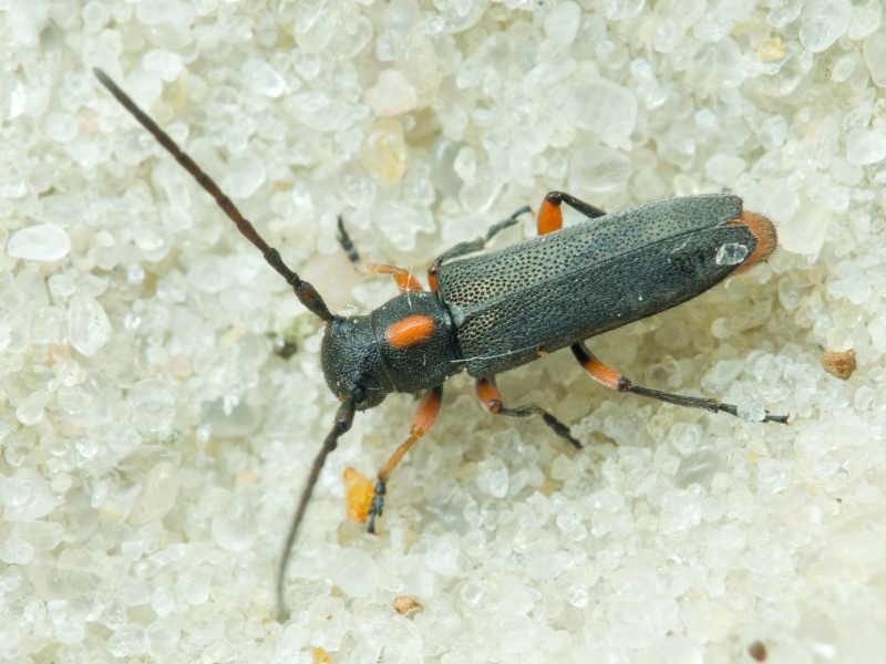 Phytoecia pustulata (Schrank, 1776)